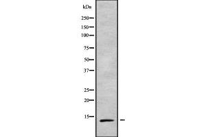 Western blot analysis of TCEAL7 using COLO205 whole cell lysates (TCEAL7 antibody  (Internal Region))