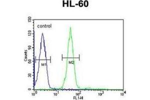 Flow cytometric analysis of HL-60 cells using GRPR Antibody (Center) Cat. (GRPR antibody  (Middle Region))