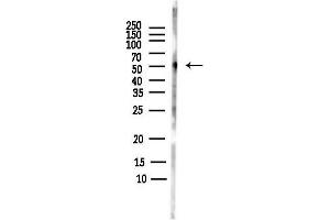 Western blot analysis of lysates from Rat brain, using Phospho-c-Fos (Thr232) Antibody at 1/1000 dilution.