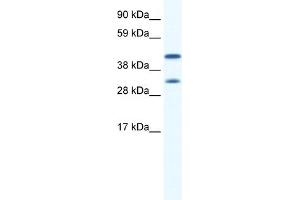 WB Suggested Anti-GJA1 Antibody Titration:  0. (Connexin 43/GJA1 antibody  (N-Term))