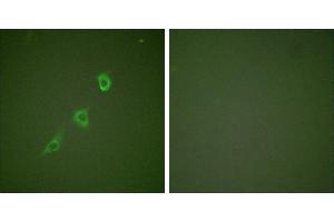 Peptide - +Immunofluorescence analysis of NIH/3T3 cells, using HSP10 antibody (#C0230). (HSPE1 antibody)