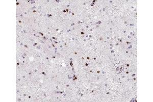 ABIN6266714 at 1/100 staining human brain tissue sections by IHC-P.