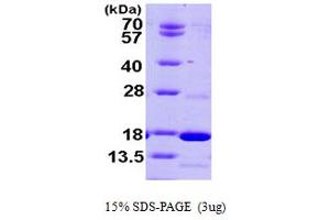 phosphodiesterase 6D, CGMP-Specific, Rod, delta (PDE6D) (AA 1-150) protein (His tag)