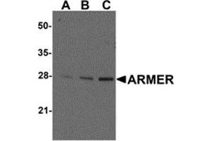 Western Blotting (WB) image for anti-ADP-Ribosylation Factor-Like 6 Interacting Protein 1 (ARL6IP1) (C-Term) antibody (ABIN1030256) (ARL6IP1 antibody  (C-Term))
