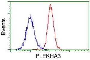 Image no. 2 for anti-Pleckstrin Homology Domain Containing Family A3 (PLEKHA3) antibody (ABIN1500274)