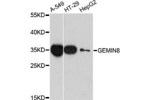 Western blot analysis of extracts of various cell lines, using GEMIN8 antibody. (GEMIN8 antibody)