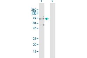 Western Blot analysis of PDE9A expression in transfected 293T cell line by PDE9A MaxPab polyclonal antibody. (PDE9A antibody  (AA 1-533))