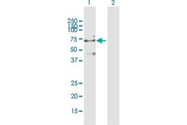 PDE9A antibody  (AA 1-533)