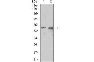 Western blot analysis using CD54 mouse mAb against C6 (1) and HUVEC (2) cell lysate. (ICAM1 antibody  (AA 28-163))