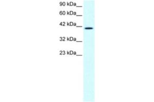 Western Blotting (WB) image for anti-CCR4 Carbon Catabolite Repression 4-Like (CCRN4L) antibody (ABIN2460494) (CCRN4L antibody)