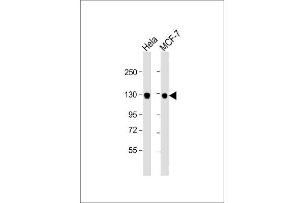 GTSE1 antibody  (C-Term)