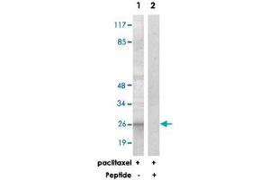 Western blot analysis of extracts from COS-7 cells, treated with paclitaxel (1 uM, 24 hours), using BCL2 polyclonal antibody . (Bcl-2 antibody)