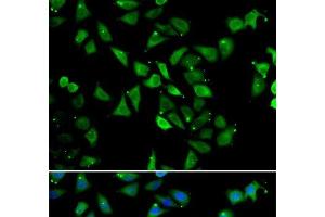 Immunofluorescence (IF) image for anti-Eukaryotic Translation Initiation Factor 3 Subunit C (EIF3C) antibody (ABIN7262965)