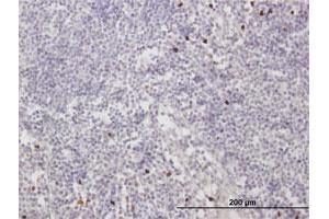 Immunoperoxidase of purified MaxPab antibody to MNDA on formalin-fixed paraffin-embedded human lymph node. (MNDA antibody  (AA 1-407))