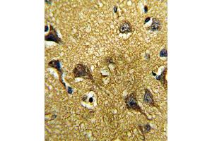 Immunohistochemistry (IHC) image for anti-Growth Differentiation Factor 6 (GDF6) antibody (ABIN3003243) (GDF6 antibody)