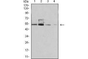 Western blot analysis using PSMC3 mouse mAb against COS7 (1), C6 (2), Hela (3), and A431 (4) cell lysate.