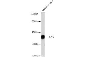 Western blot analysis of extracts of Mouse thymus, using USP22 Rabbit mAb (ABIN7271150) at 1:1000 dilution. (USP22 antibody)