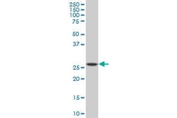 SPI1 antibody  (AA 1-120)