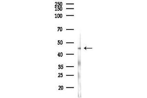 anti-Casein Kinase 2 alpha 1 (CSNK2A1) (N-Term) antibody