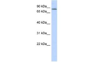 Western Blotting (WB) image for anti-Amyloid beta (A4) Precursor Protein-Binding, Family B, Member 2 (APBB2) antibody (ABIN2459943) (APBB2 antibody)
