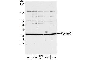 Western Blotting (WB) image for anti-Cyclin C (CCNC) (AA 233-283) antibody (ABIN7453580)