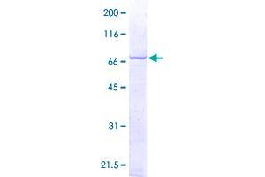 MAPK14 Protein (AA 1-360) (GST tag)