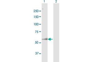 Western Blot analysis of ARSH expression in transfected 293T cell line by ARSH MaxPab polyclonal antibody. (Arylsulfatase H antibody  (AA 1-562))
