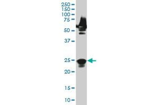 RAB33A antibody  (AA 1-237)