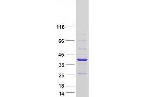 Validation with Western Blot (MAGIX Protein (Transcript Variant 4) (Myc-DYKDDDDK Tag))