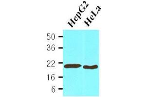 Cell lysates of HepG2(30 ug) and HeLa(30 ug) were resolved by SDS-PAGE, transferred to nitrocellulose membrane and probed with anti-human Cyclophilin B (1:1,000). (PPIB antibody  (AA 26-216))