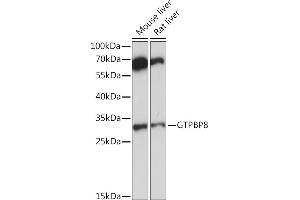 Western blot analysis of extracts of various cell lines, using GTPBP8 Rabbit pAb (ABIN7267527) at 1:1000 dilution. (GTPBP8 antibody  (AA 1-170))
