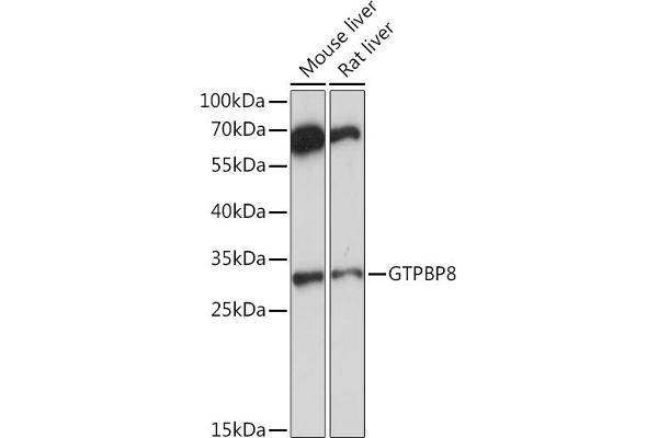GTPBP8 antibody  (AA 1-170)