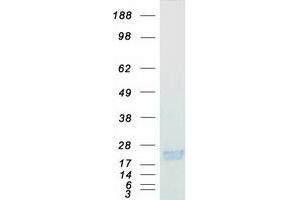 Western Blotting (WB) image for Peroxiredoxin 1 (PRDX1) (Transcript Variant 2) protein (Myc-DYKDDDDK Tag) (ABIN2728702)