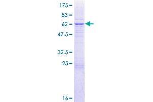 NDUFAF1 Protein (AA 1-327) (GST tag)