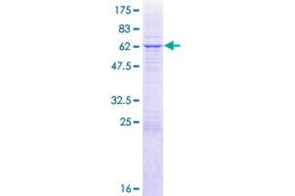 NDUFAF1 Protein (AA 1-327) (GST tag)