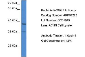 Western Blotting (WB) image for anti-8-Oxoguanine DNA Glycosylase (OGG1) (C-Term) antibody (ABIN2788728) (OGG1 antibody  (C-Term))