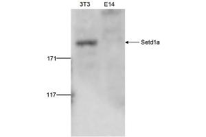 Western Blot of anti-Setd1a antibody Western Blot results of Rabbit anti-Setd1a antibody. (SETD1A antibody  (Internal Region, N-Term))