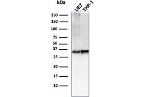 Western Blot Analysis of U87, THP-1 cell lysate using CD47 Mouse Monoclonal Antibody (IAP/2937). (CD47 antibody  (AA 18-135))