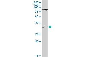 MYOD1 MaxPab rabbit polyclonal antibody. (MYOD1 antibody  (AA 1-320))
