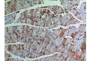 Immunohistochemistry (IHC) analysis of paraffin-embedded Mouse Muscle, antibody was diluted at 1:100. (alpha-SMA (C-Term) antibody)