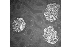 Immunocytochemical analysis of Actinin-4 distribution in rat kidney using anti-α-Actinin-4, pAb (IG-701) . (alpha Actinin 4 antibody  (C-Term, N-Term))