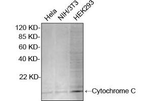 Western blot analysis of cell lysates using Rabbit Anti-Cytochrome C Polyclonal Antibody (ABIN399012, 2 µg/mL) The signal was developed with IRDyeTM 800 Conjugated Goat Anti-Rabbit IgG. (Cytochrome C antibody  (N-Term))