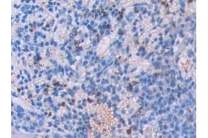Immunohistochemistry (IHC) image for anti-Urocortin 3 (UCN3) (AA 24-149) antibody (ABIN7435364)