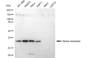 Western blotting analysis using Serine racemase antibody (ABIN7800303).
