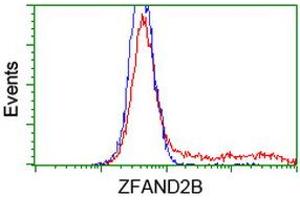 Image no. 2 for anti-Zinc Finger, AN1-Type Domain 2B (ZFAND2B) antibody (ABIN1501801) (ZFAND2B antibody)