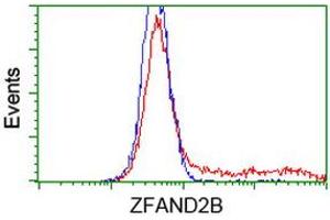 Image no. 2 for anti-Zinc Finger, AN1-Type Domain 2B (ZFAND2B) antibody (ABIN1501801)