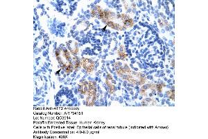 Human kidney (ATF2 antibody  (C-Term))