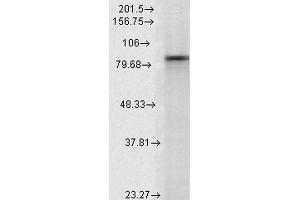 Western Blot analysis of Rat Lysates showing detection of Hsp90 alpha protein using Mouse Anti-Hsp90 alpha Monoclonal Antibody, Clone K41009 . (HSP90AA2 antibody  (AA 604-731) (Biotin))