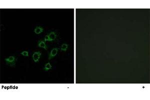Immunofluorescence analysis of A-549 cells, using LILRA1 polyclonal antibody .