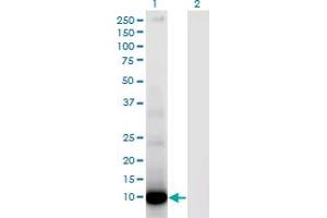 Western Blot analysis of DEFA6 expression in transfected 293T cell line by DEFA6 monoclonal antibody (M01), clone 2D2. (DEFA6 antibody  (AA 1-100))